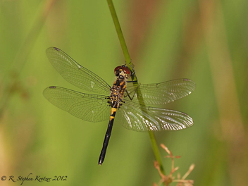 Celithemis verna, female